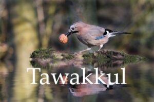 What is Tawakkul?
